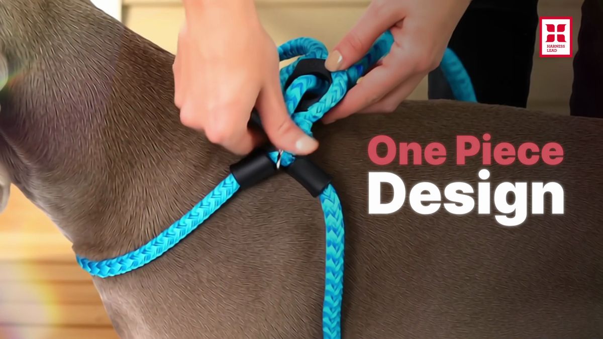 Still · The Harness Lead fit