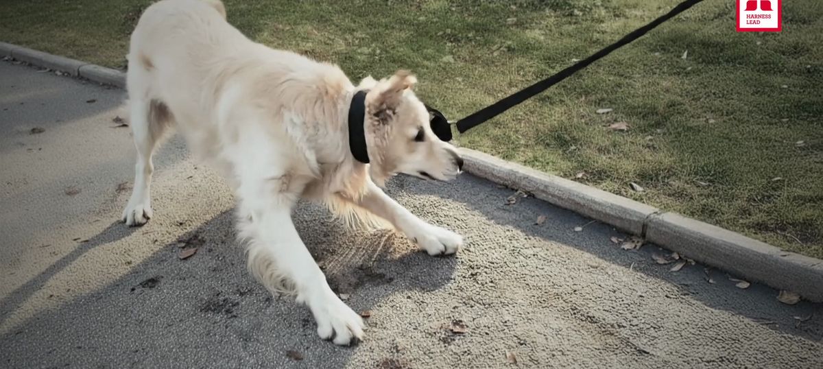 the escape scene from the Harness Lead video