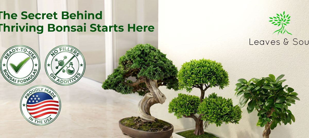 the bonsai A+ story shown on all three listings